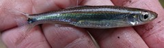 Notropis stilbius