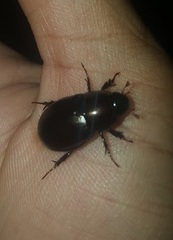 Dyscinetus