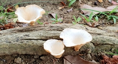 Lentinus sajor-caju