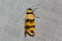 Saphezona pholidoxantha