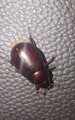 Dyscinetus