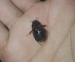 Dyscinetus