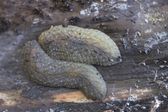Pseudaneitea