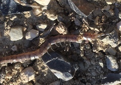 Arthrorhabdus pygmaeus