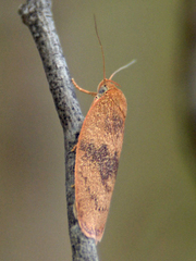 Euchaetis parthenopa