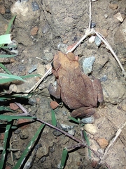 Rhinella sternosignata