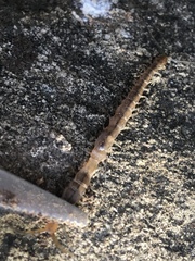 Arthrorhabdus pygmaeus