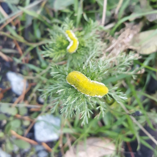 Matricaria matricarioides iNat (1)