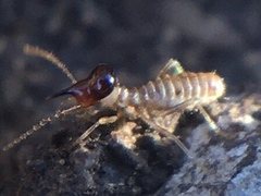 Tenuirostritermes