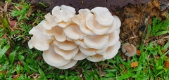 Lentinus squarrosulus