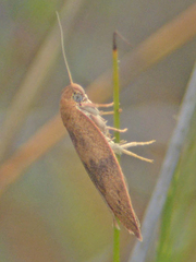 Euchaetis parthenopa