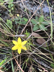 Hypoxis juncea