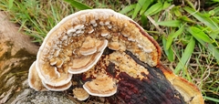 Polyporaceae