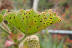 Puccinia pelargonii-zonalis