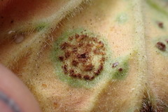 Puccinia pelargonii-zonalis