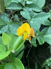 Crotalaria vitellina