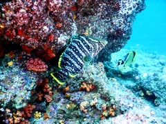 Dermatolepis dermatolepis