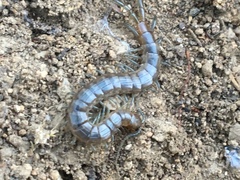 Arthrorhabdus pygmaeus