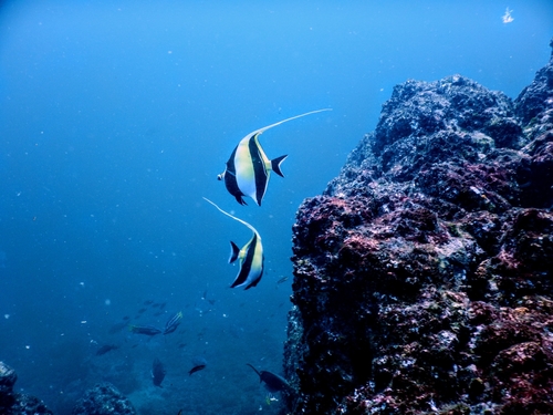 Moorish Idol