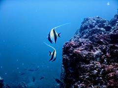Moorish Idol