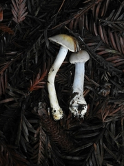 Cortinarius oregonensis