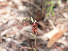 Pterostylis rufa