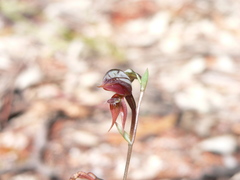 Pterostylis rufa