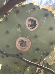 Phyllosticta concava