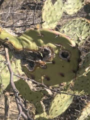 Phyllosticta concava