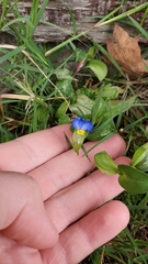 Commelina communis