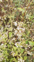 Eupatorieae