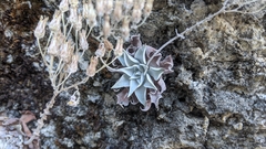 Dudleya cymosa pumila