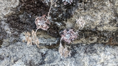 Dudleya cymosa pumila