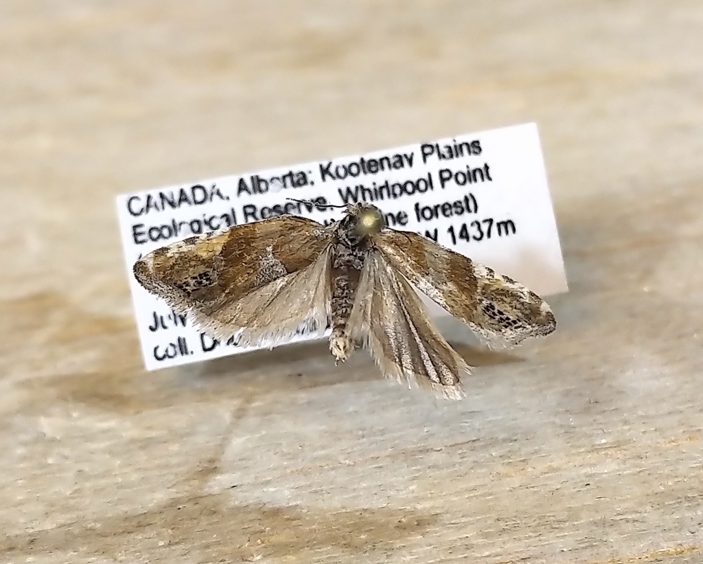 Eucosma youngi