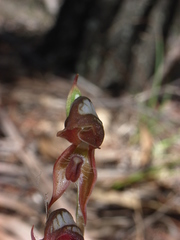 Pterostylis rufa