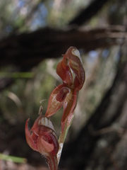 Pterostylis rufa