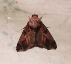Calyptis