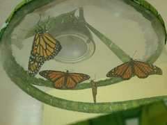 Danaus plexippus
