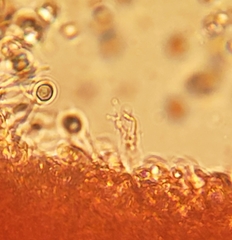 Mycena griseoviridis