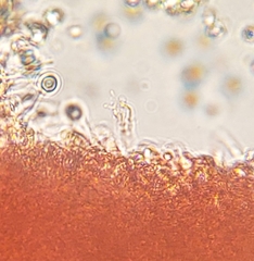 Mycena griseoviridis