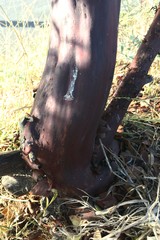 Arctostaphylos densiflora