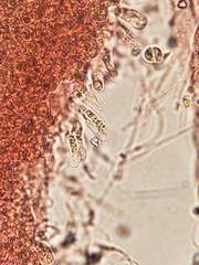 Mycena griseoviridis