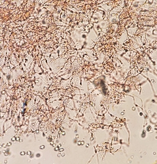 Mycena griseoviridis