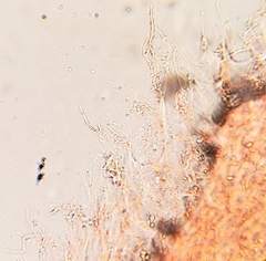 Mycena griseoviridis