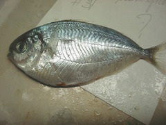 Peprilus triacanthus