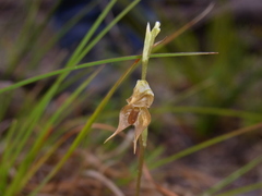 Pterostylis rufa
