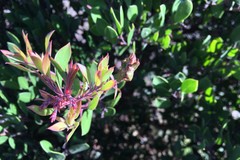 Arctostaphylos densiflora