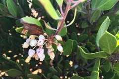 Arctostaphylos densiflora