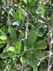 Ehretia rigida nervifolia