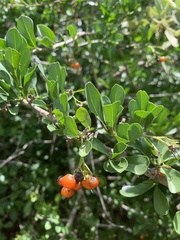 Ehretia rigida nervifolia